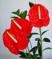 Anthurium Blume