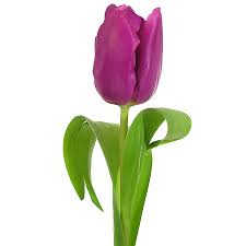 Flor tulipán